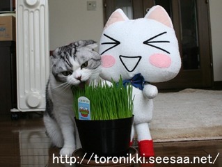 コラボ 7.jpg