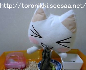 猫と鼠3.jpg