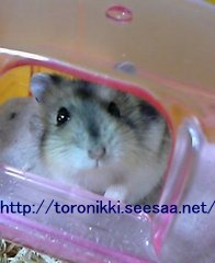 猫と鼠4.jpg
